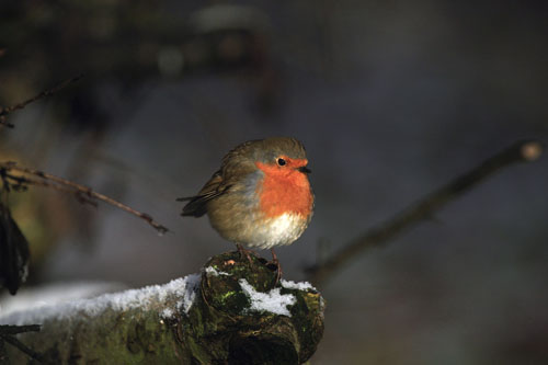 Wild Bird Photographs by Betty Fold Gallery